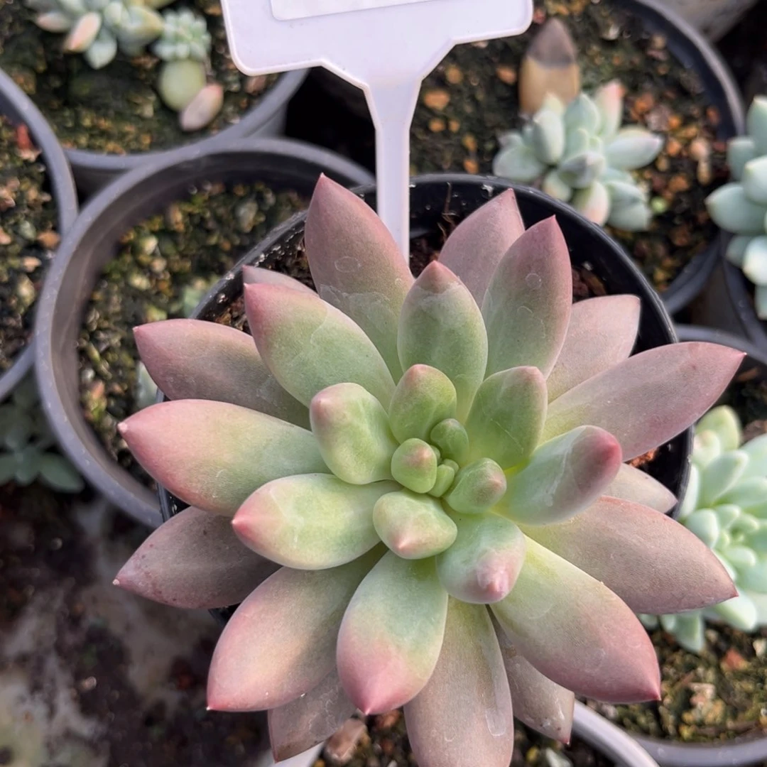 水晶球多肉植物662