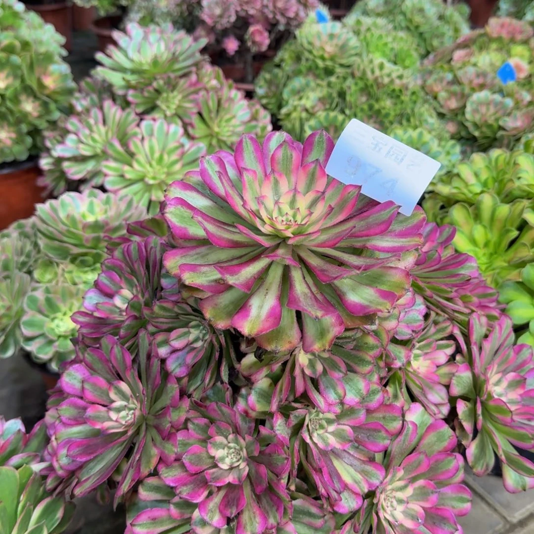 多肉植物974辉煌锦