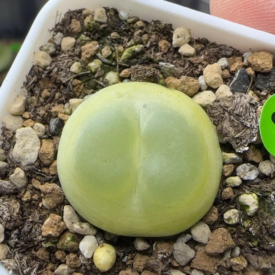 拉登2.4多肉植物866