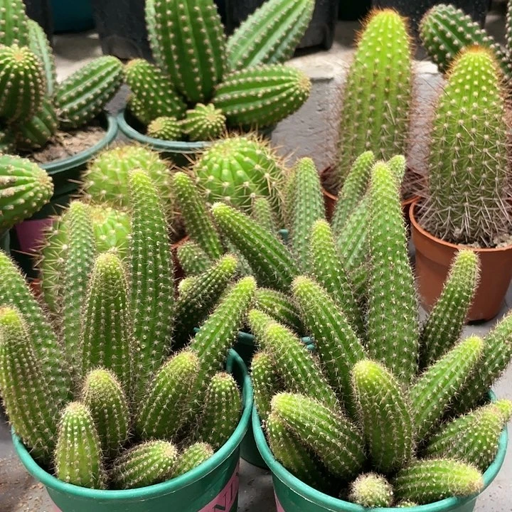 群生多头垂钓金妞保十头