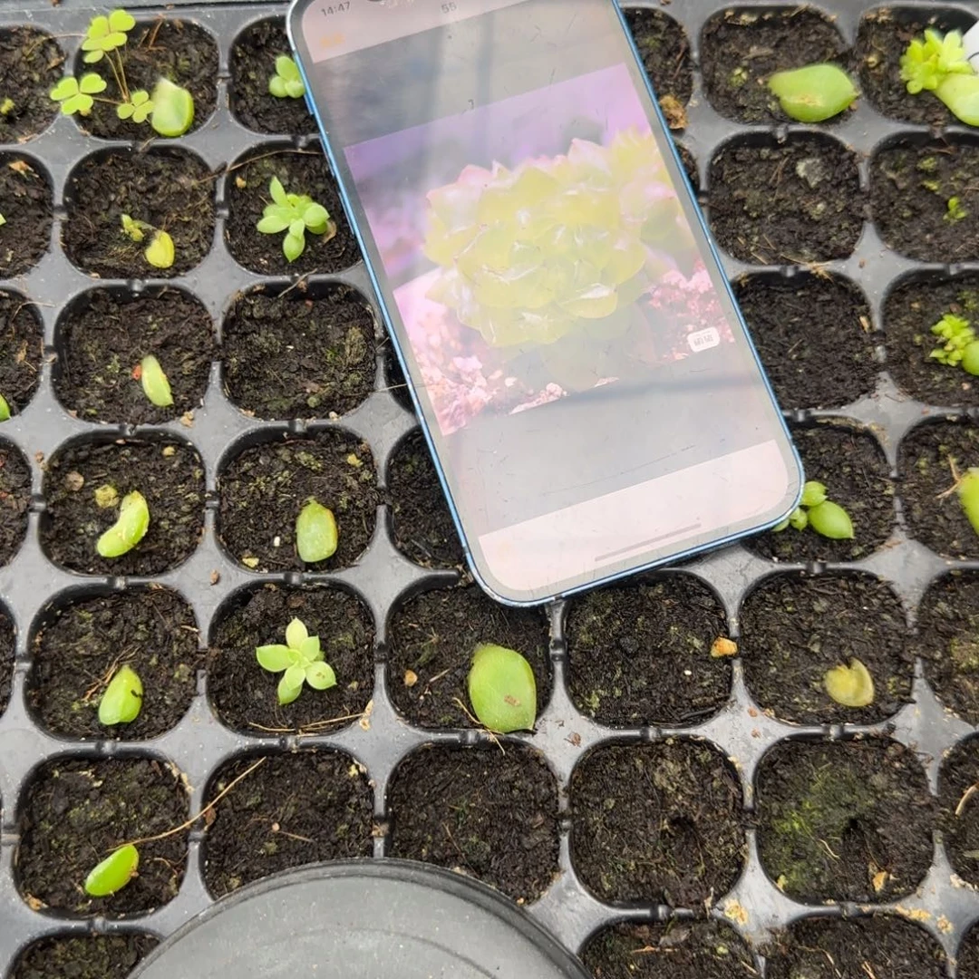 月亮珍妮中苗穴一个满25包邮