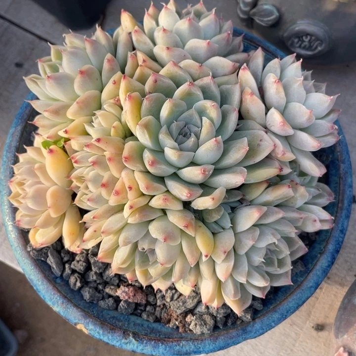 阿尔巴杂交手捧花型