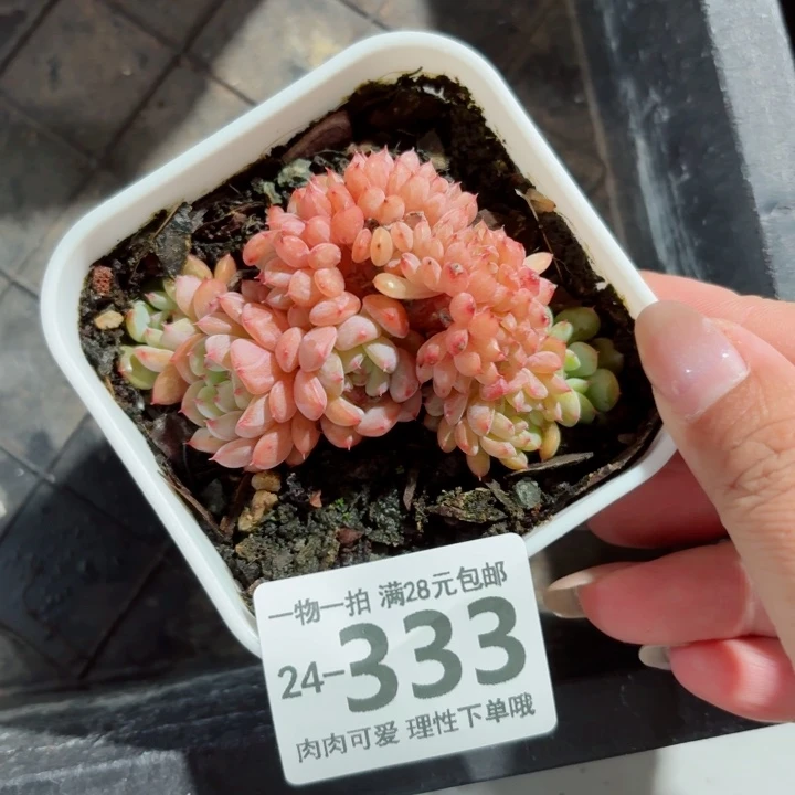 白胖子缀化无盆土发货无盆土