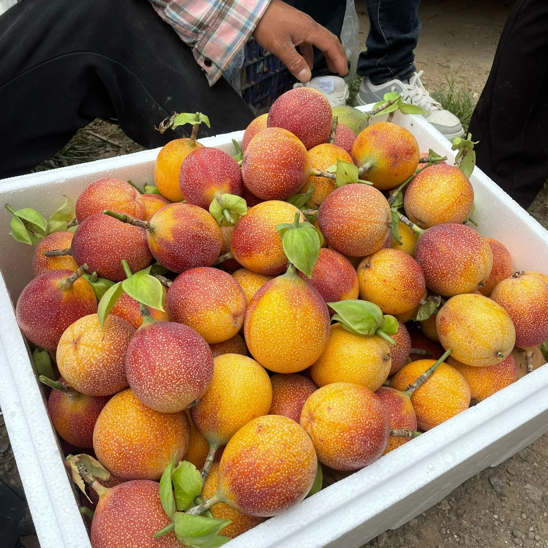 顺丰包邮云南临沧热情果无酸新鲜热带水果现摘现发