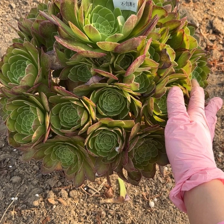 950万圣夜多肉法师不包断枝