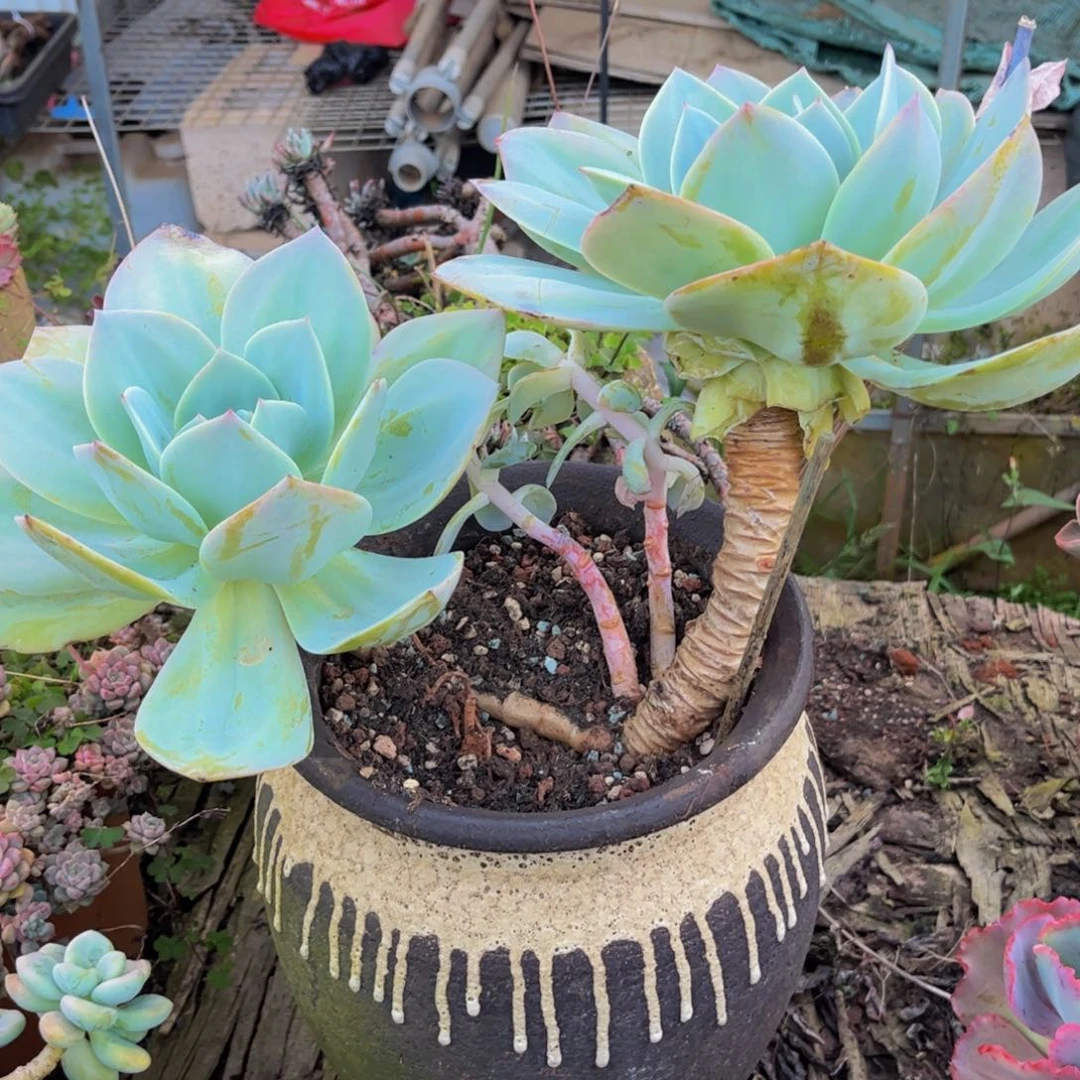 新疆西藏内蒙不发货，白凤