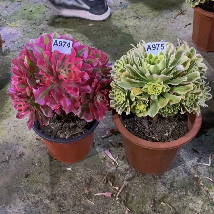 女巫绿豆沙多肉974.975