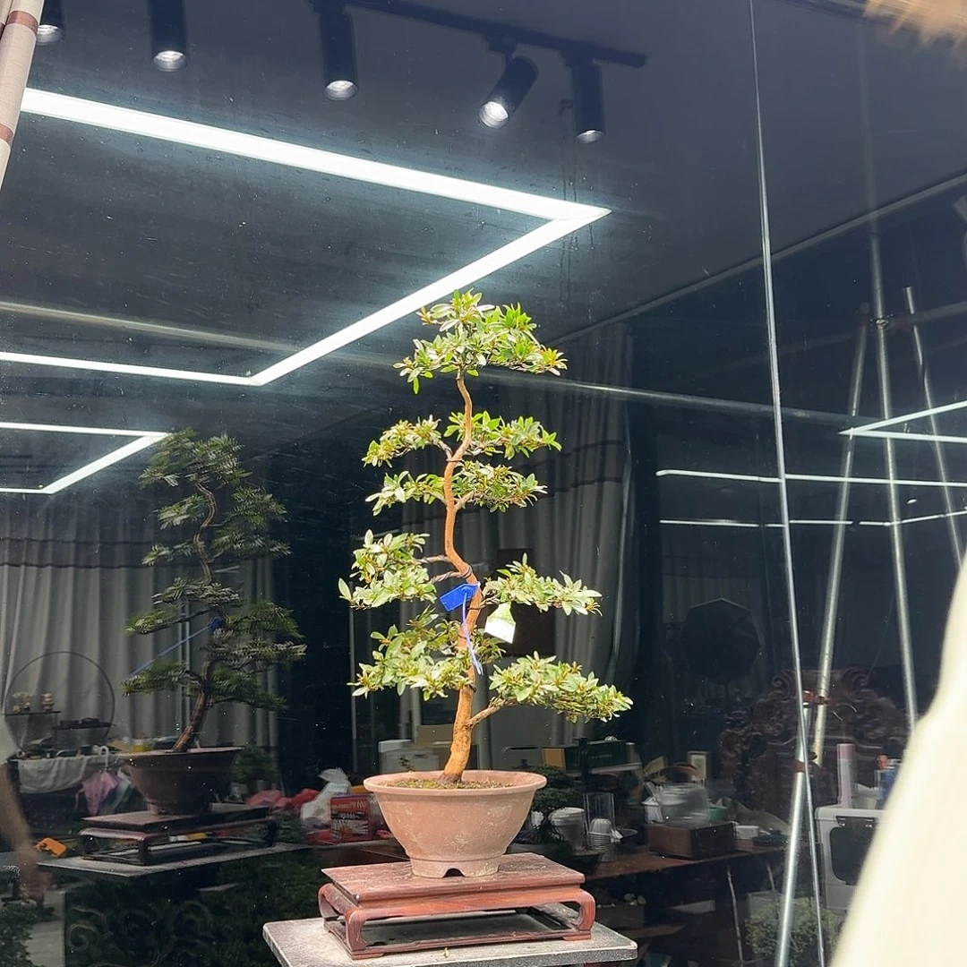 大***流无花朵花卉苗木6672