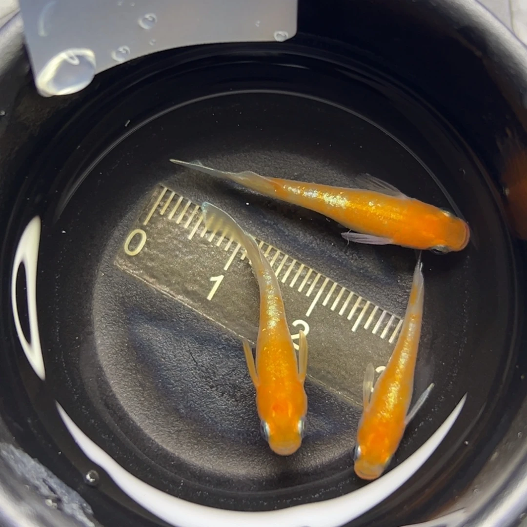 青鳉鱼1。