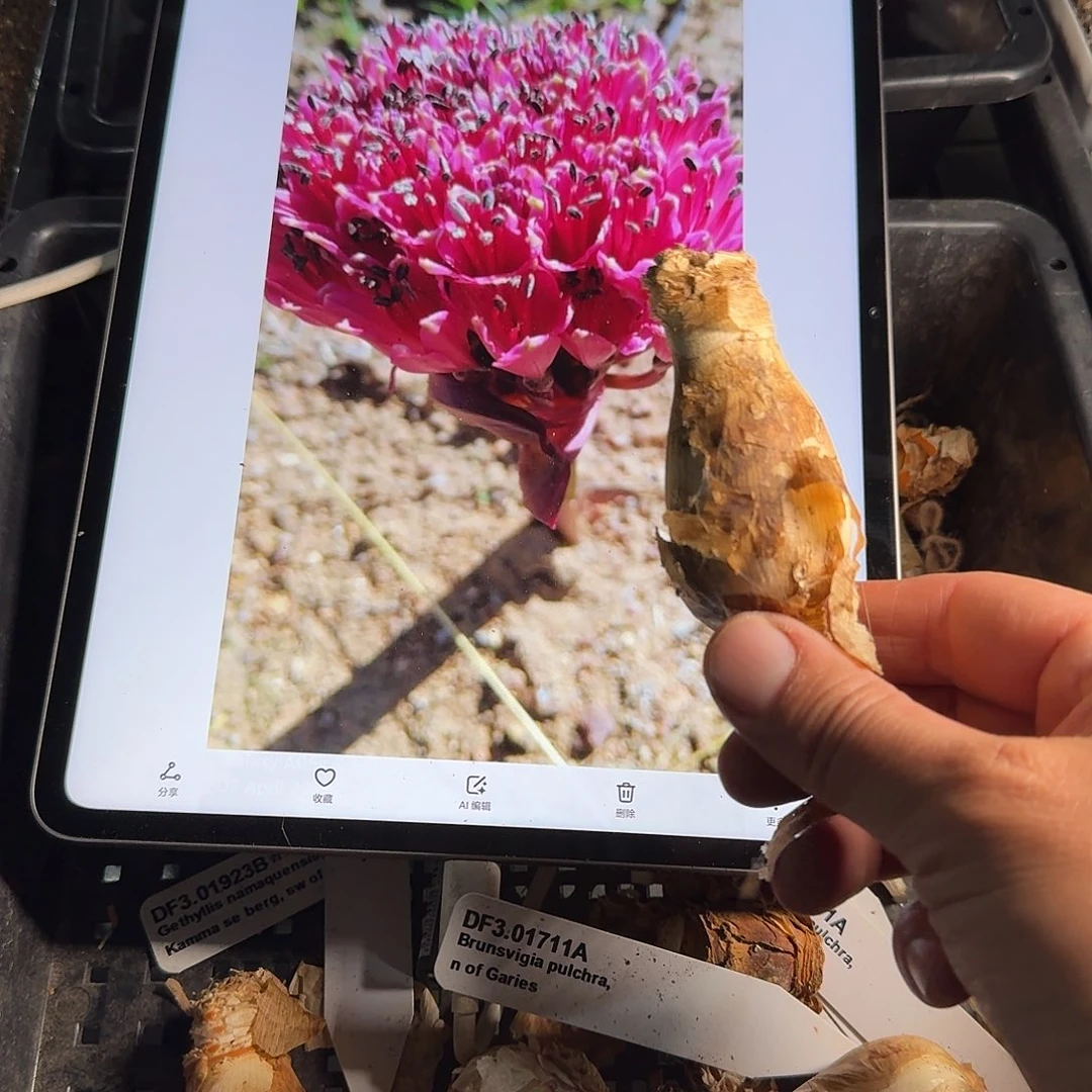brunsvigia pulchra开花球一个