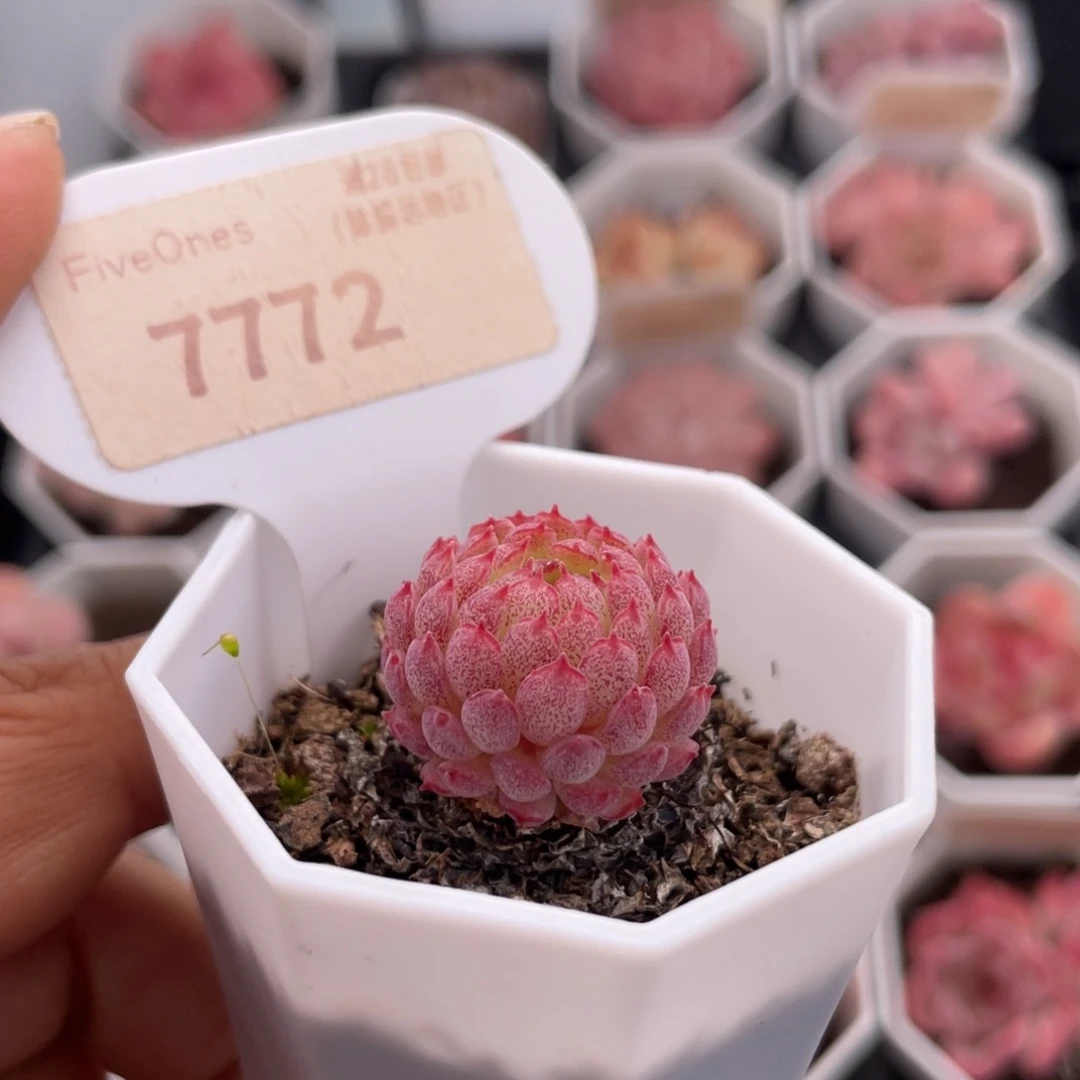 小红衣7772-2.3厘米