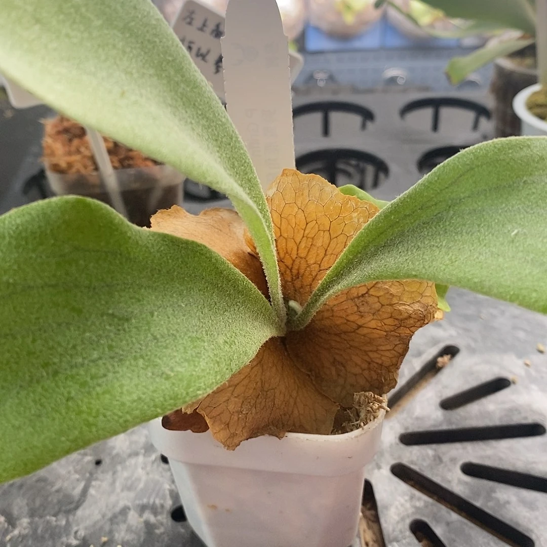 无花朵狮鹫鹿角蕨哈哈