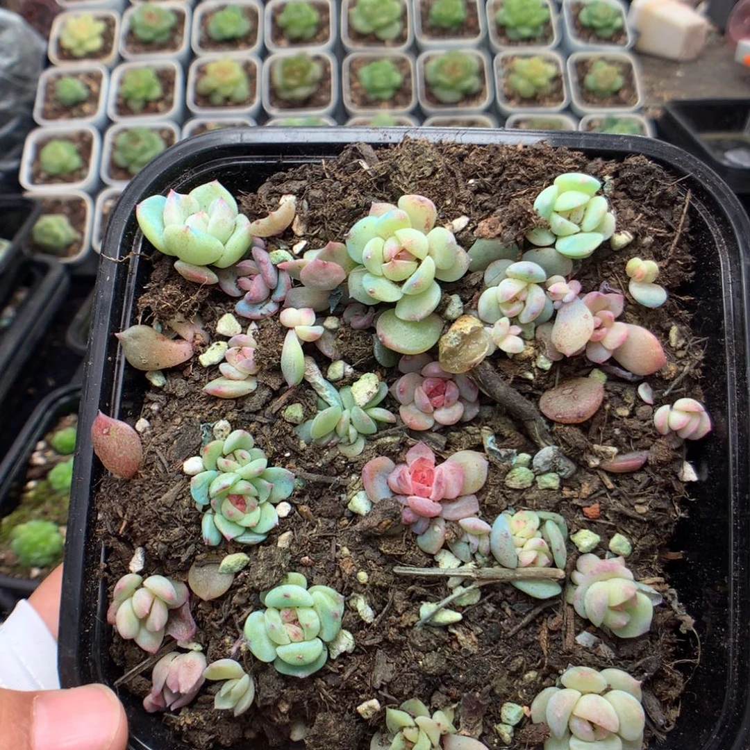 无花朵S122英语英语