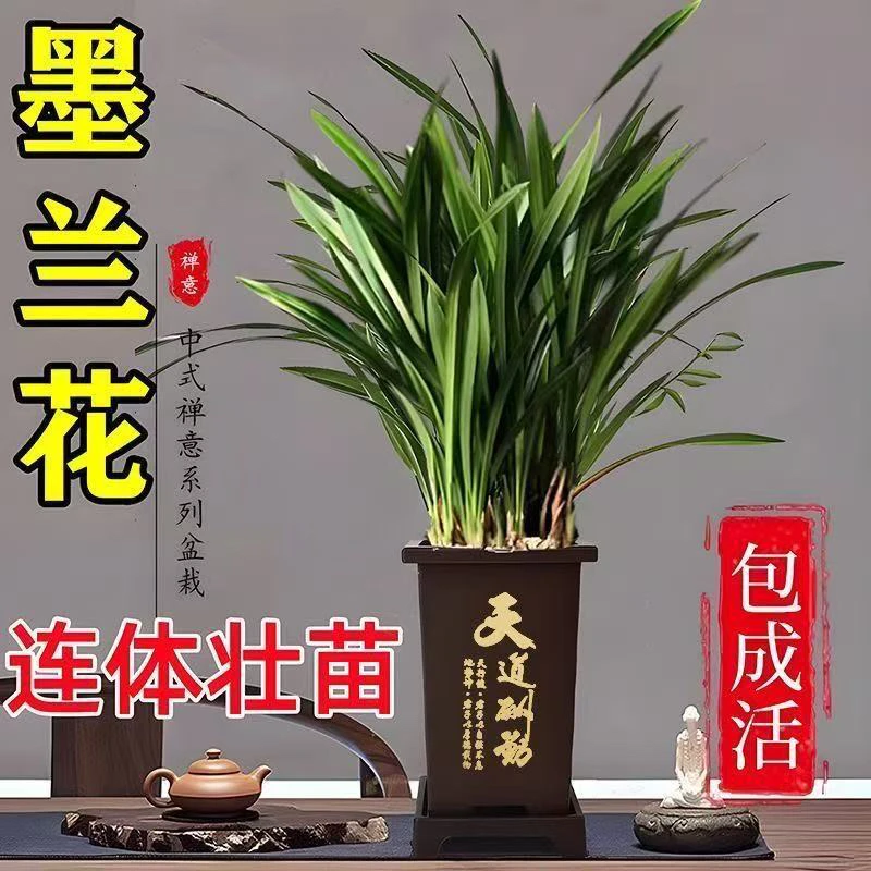 墨兰企黑盆栽兰花室内花卉6–8苗四季常青基地直发