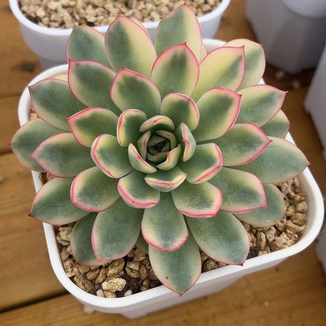 雨燕座锦 双头 一物一拍