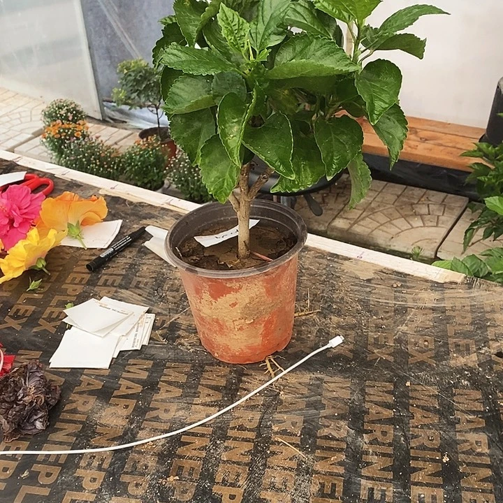 全部花苞飞天橙，到家不换盆
