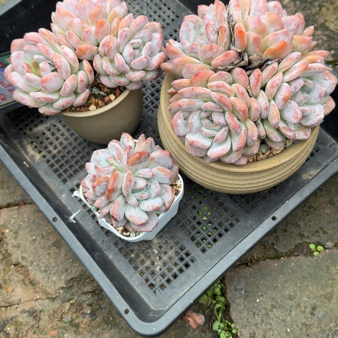 梅***梅三颗橙子，专拍链接