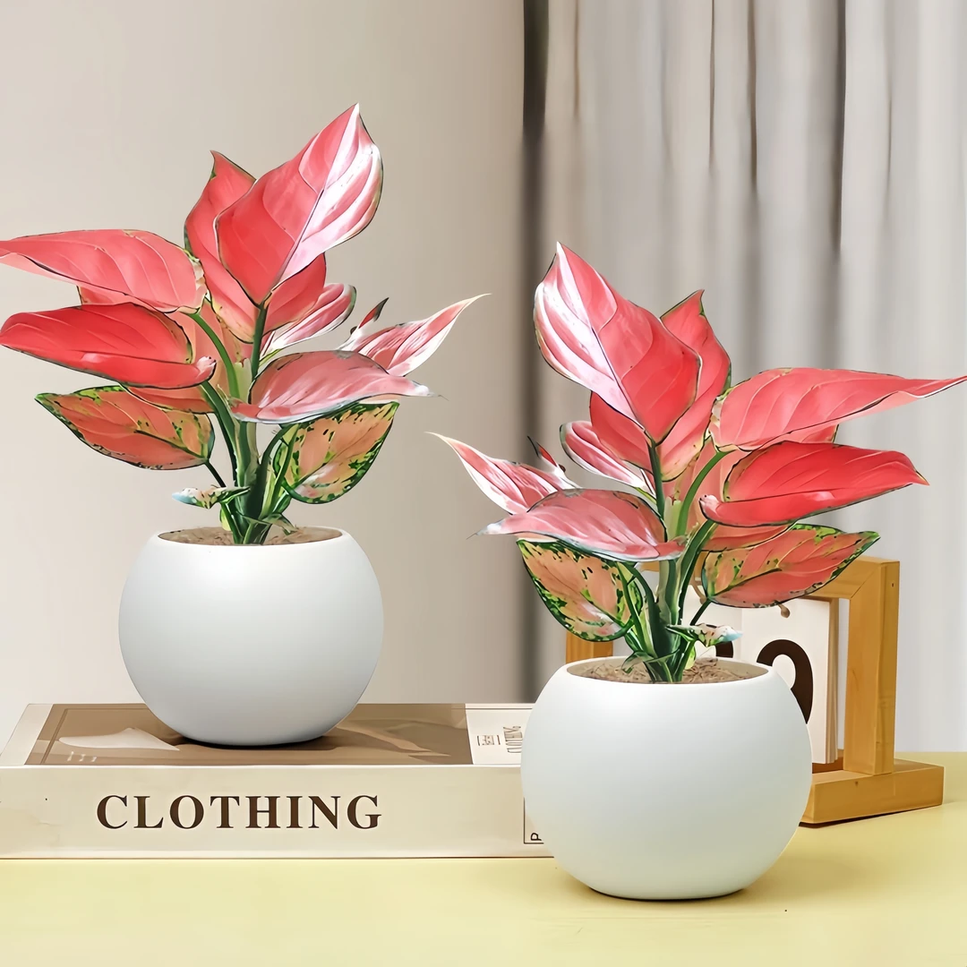 如意吉利红盆栽室内好养花卉小绿植客厅桌面摆件净化空气植物盆栽