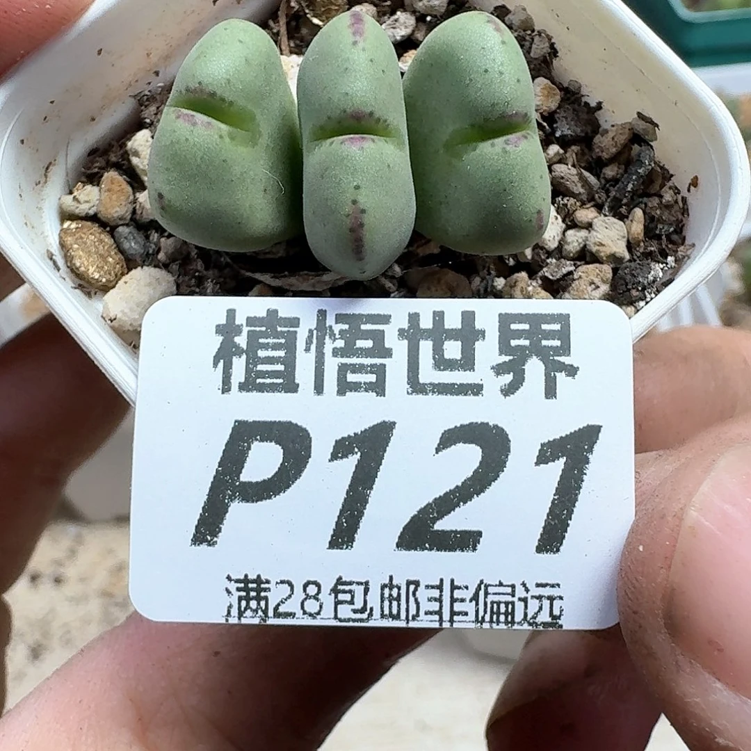 多肉植物的润泽发发
