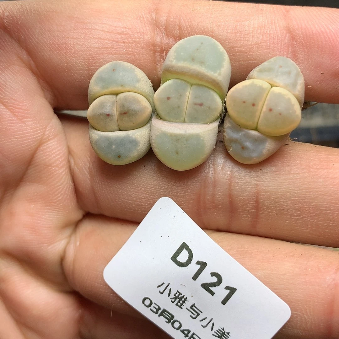 D121多肉植物保护