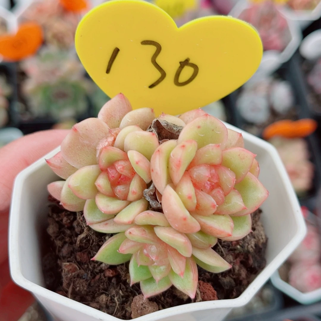 130号小老桩珍妮群
