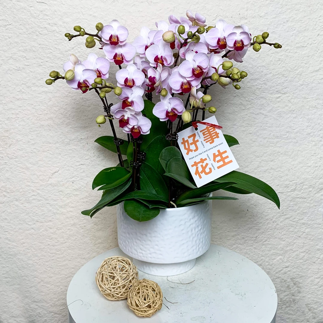 【貂蝉】名品蝴蝶兰 轻粉色系家居摆放高端花卉