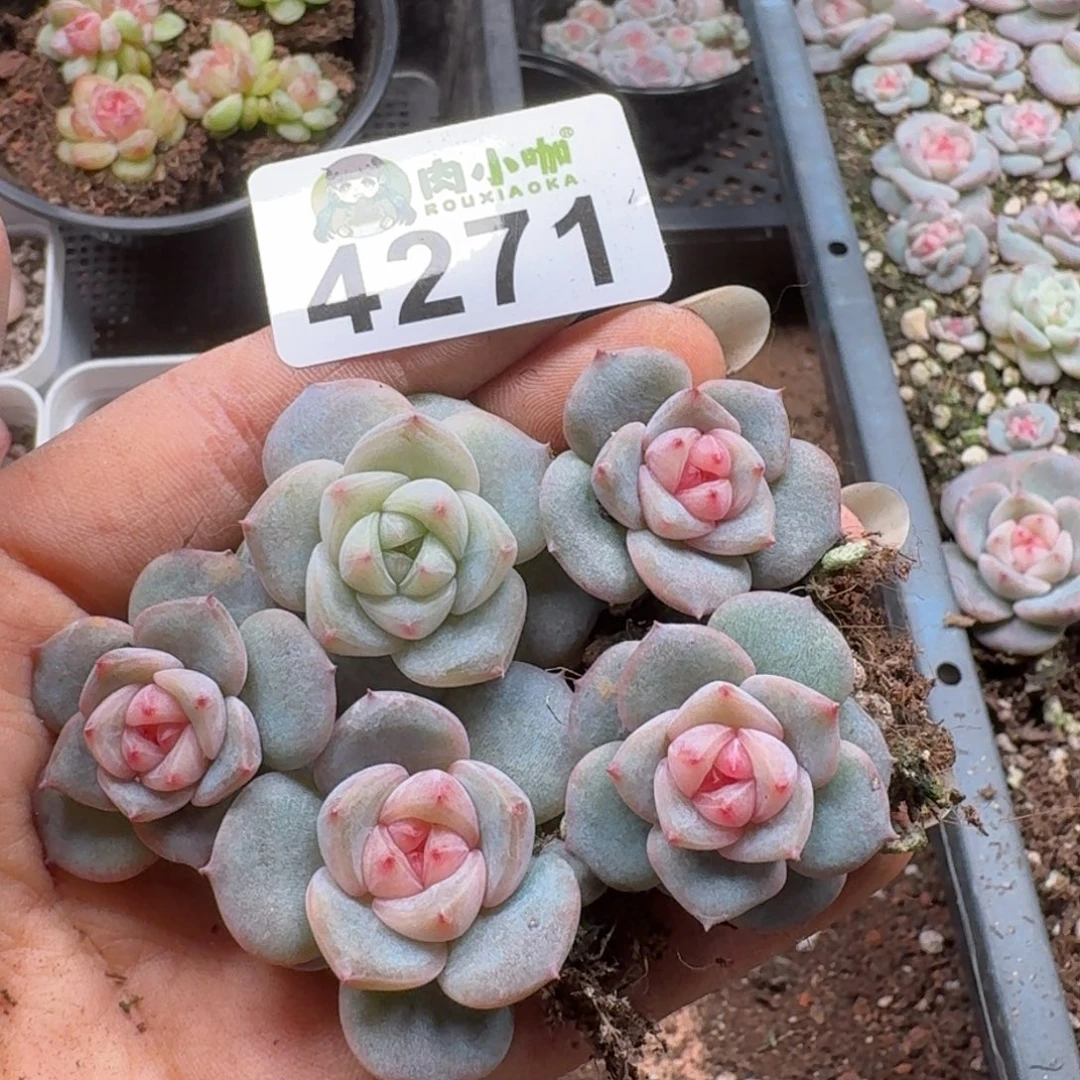 多肉植物多肉植物