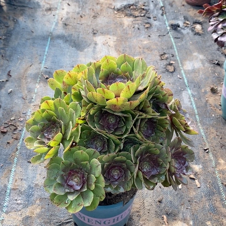 万拉丝多肉植物71