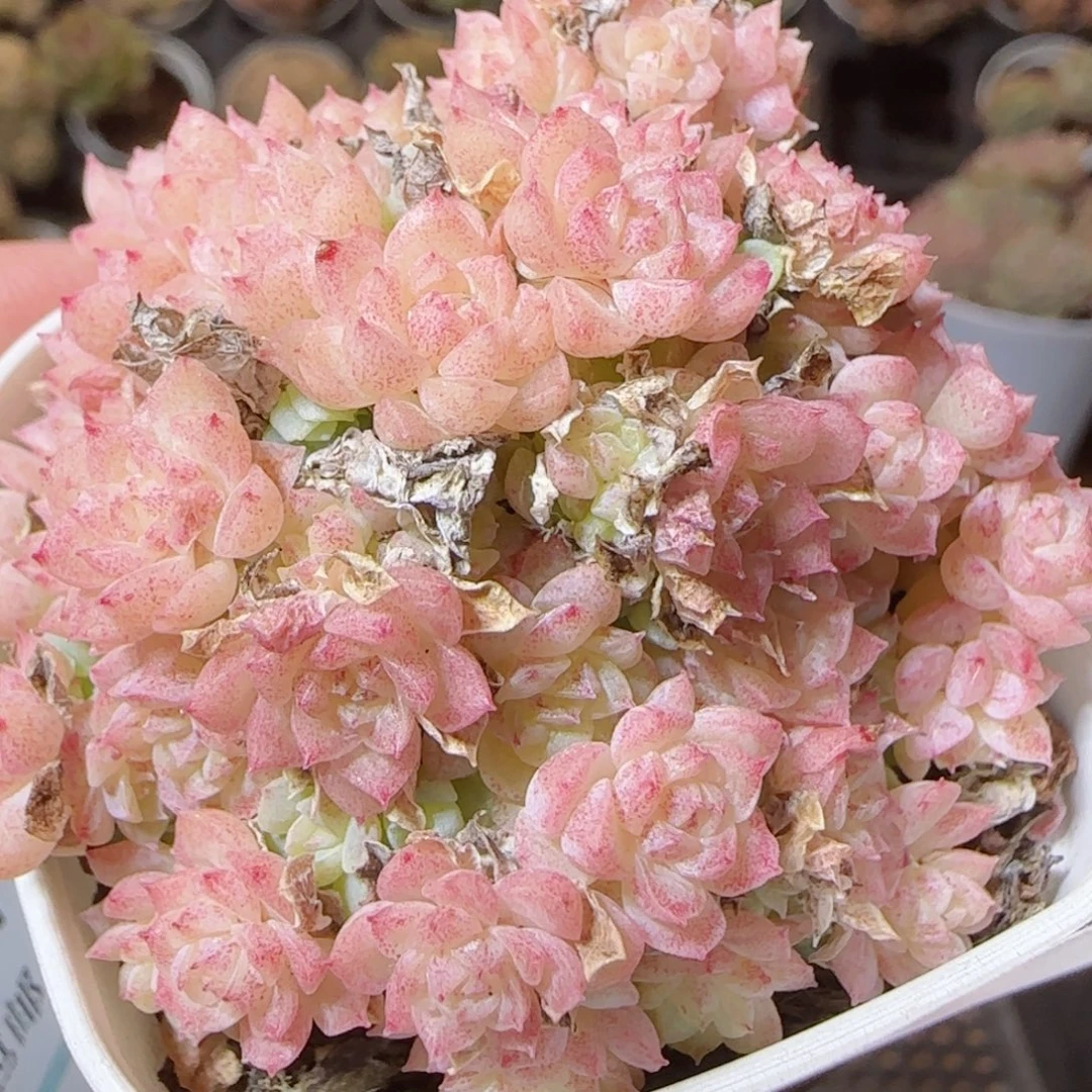 花语逸镜1118-159散