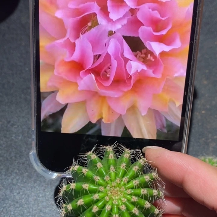 香香卷花侧芽3.5-4公分左右