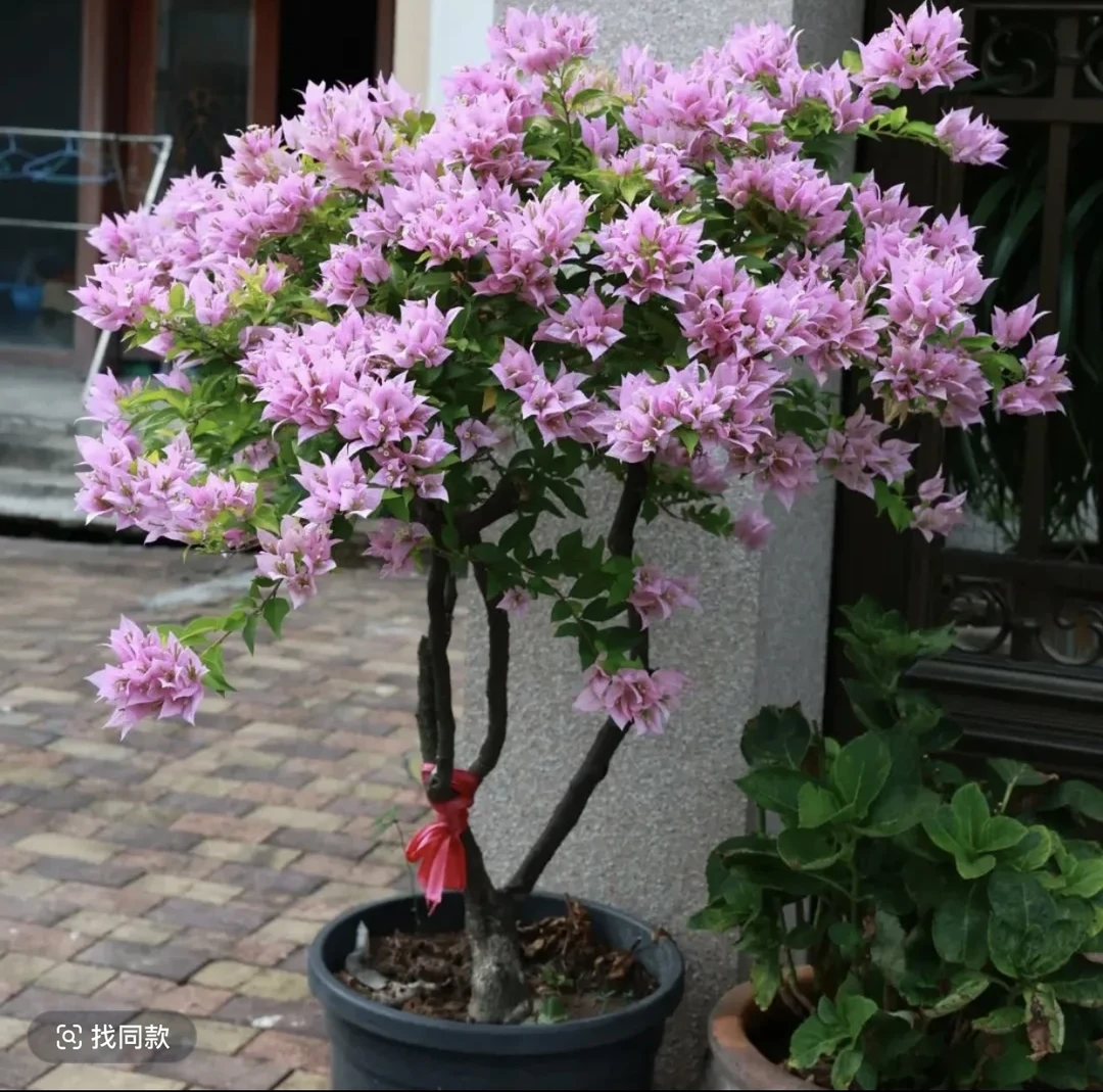 雪紫三角梅 修剪护心土球发货