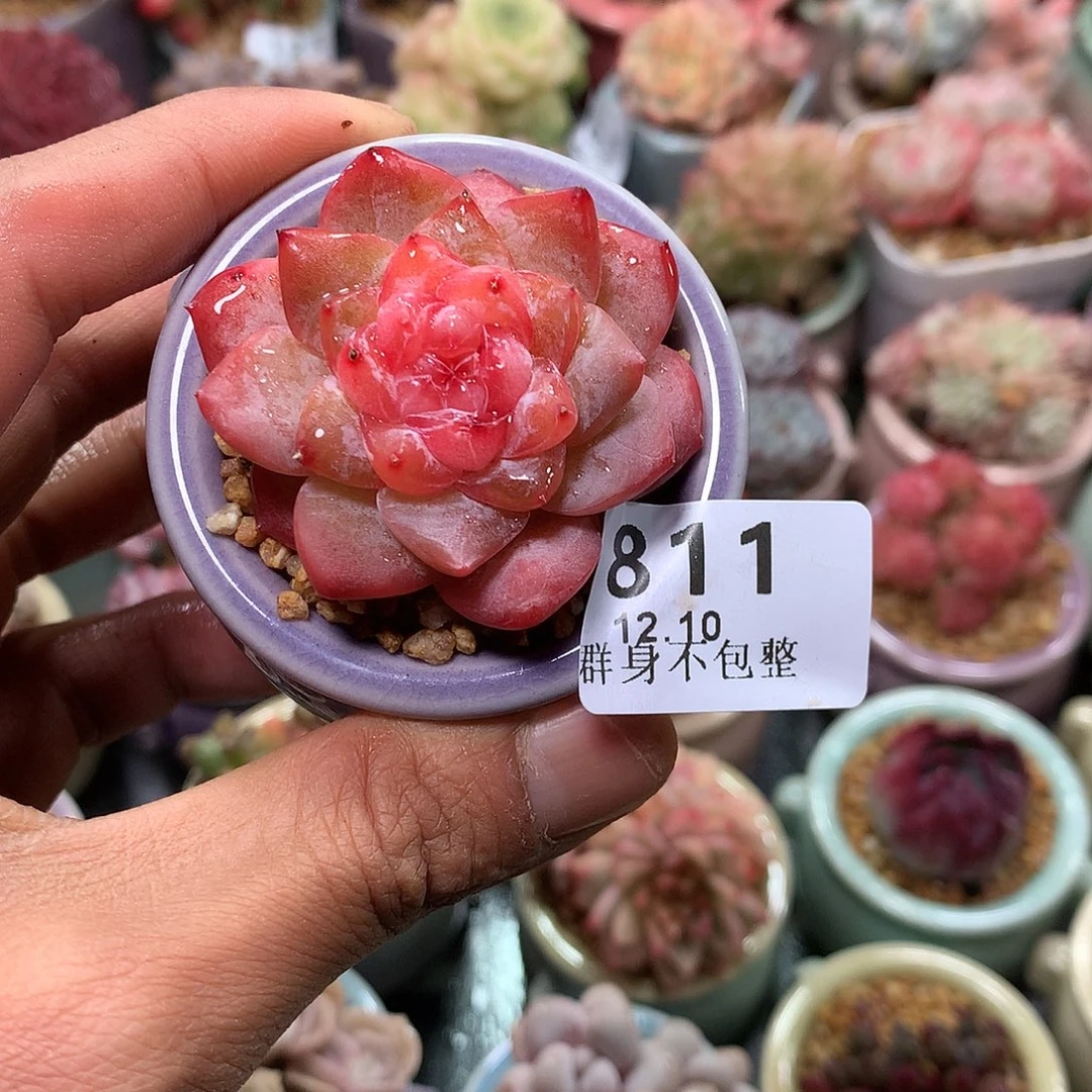 精控拇指盆12.10811