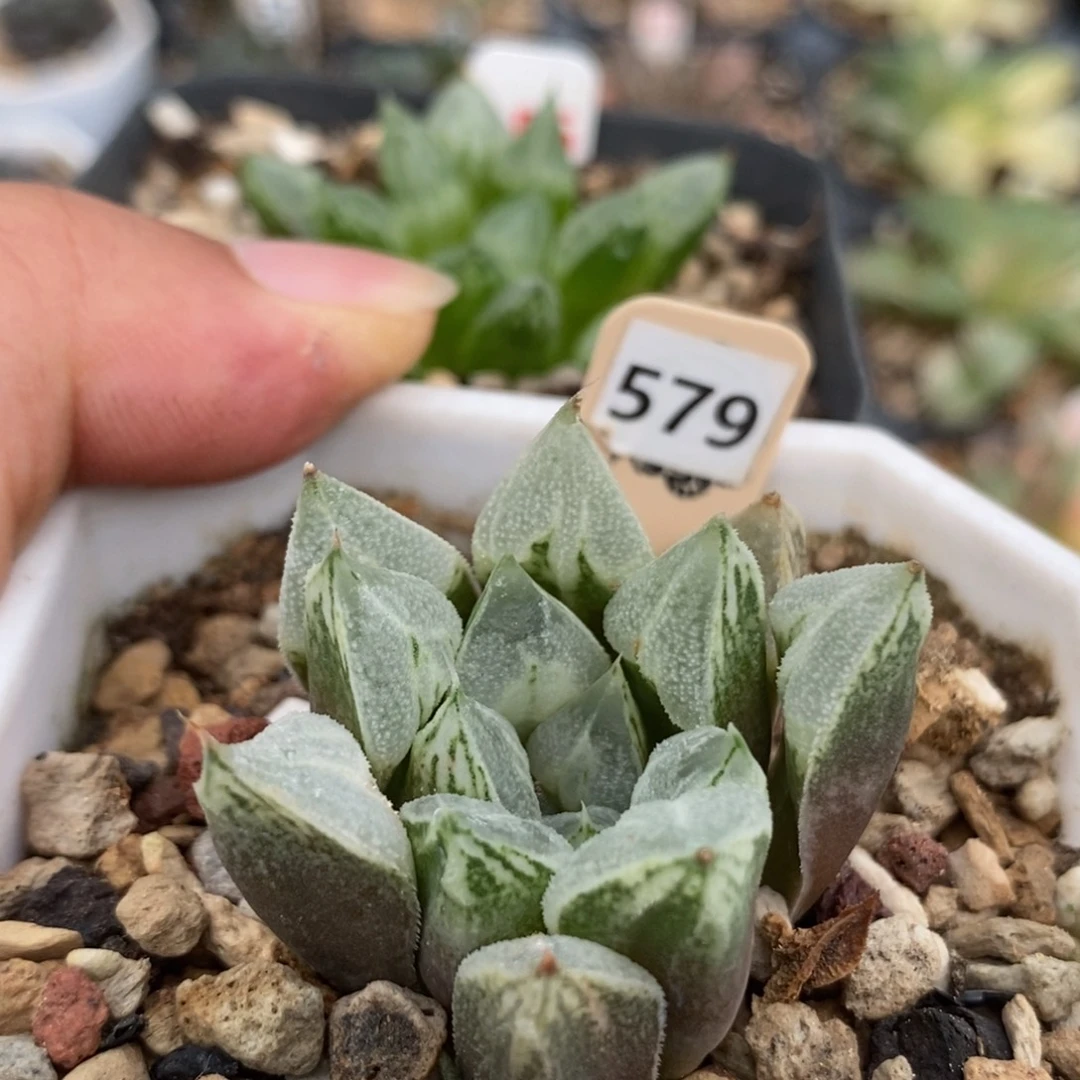 杨***红579爱心2一物一拍