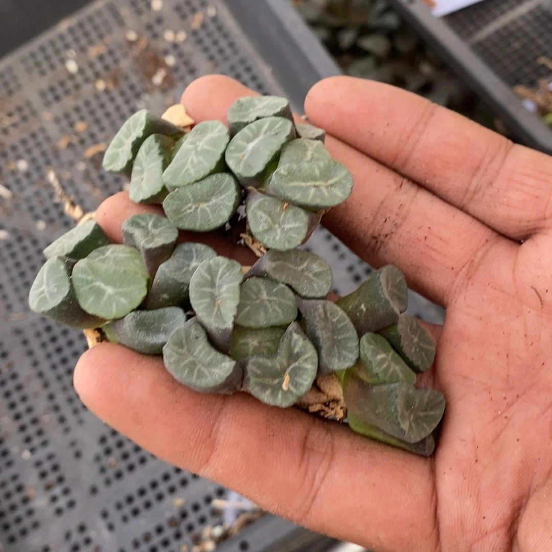 16128 一颗武大郎万象 超级618福利