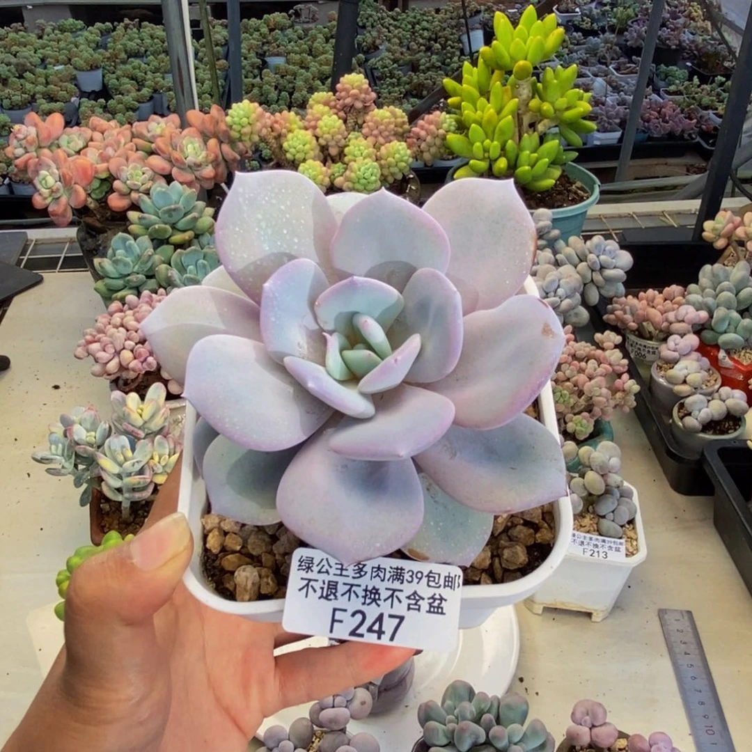 247丸叶奶茶多肉9cm