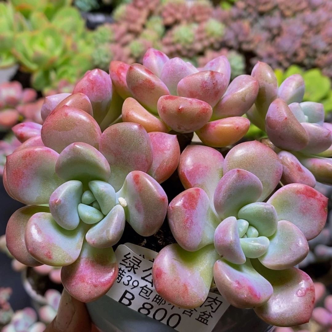 800花斑鹿12cm多肉
