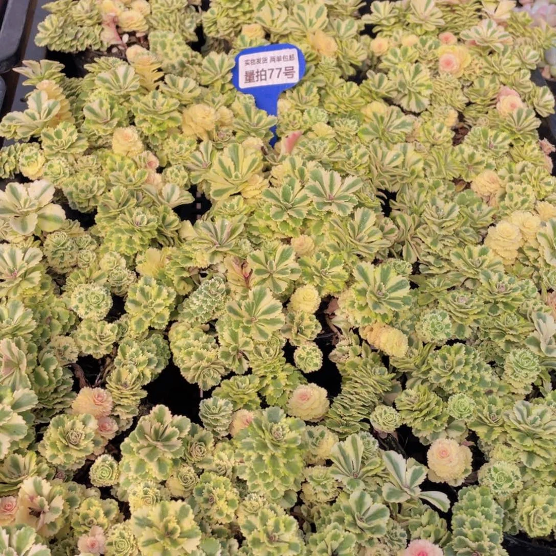 量拍77号 亚特兰蒂斯锦一盆