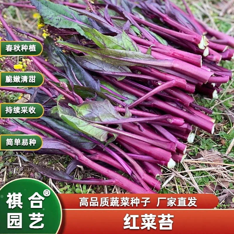 红菜苔种子红油菜苔种籽红菜心红菜薹阳台庭院盆栽种孑四季种植