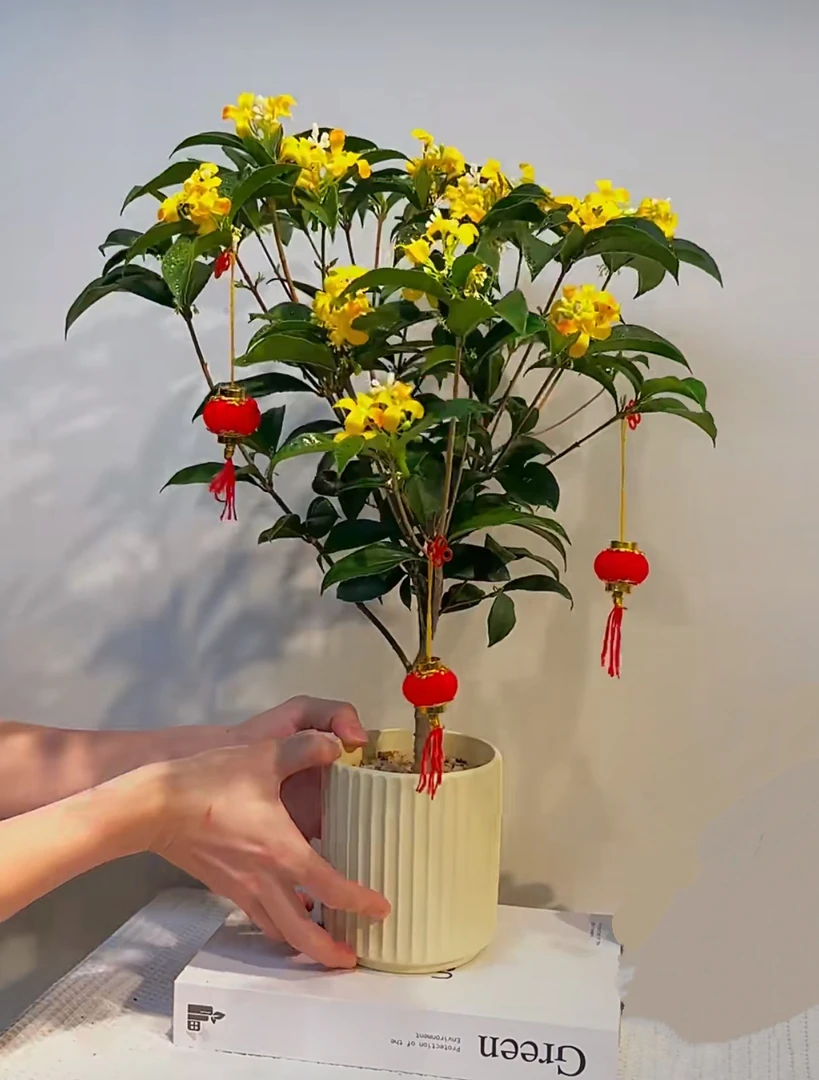 【新疆包邮】桂花四季桂花卉盆栽长期花四季开花室内外好养活植物