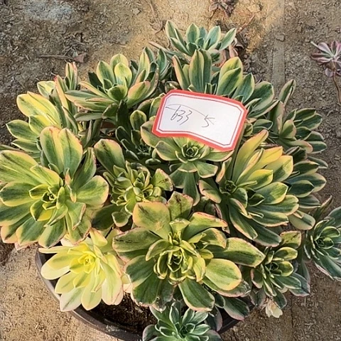 多肉植物甜茶633号