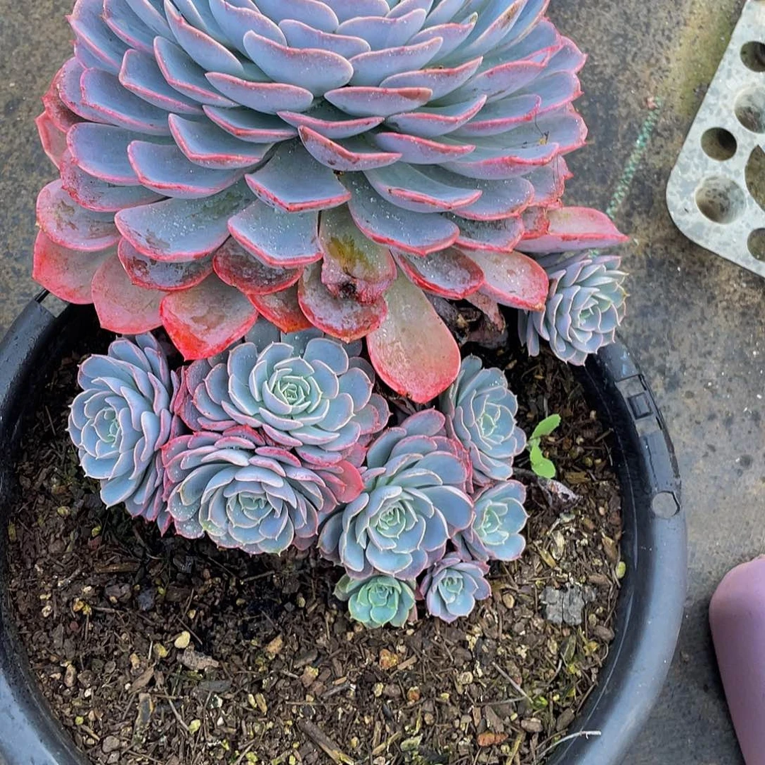 雨***！天赐多肉植物中群