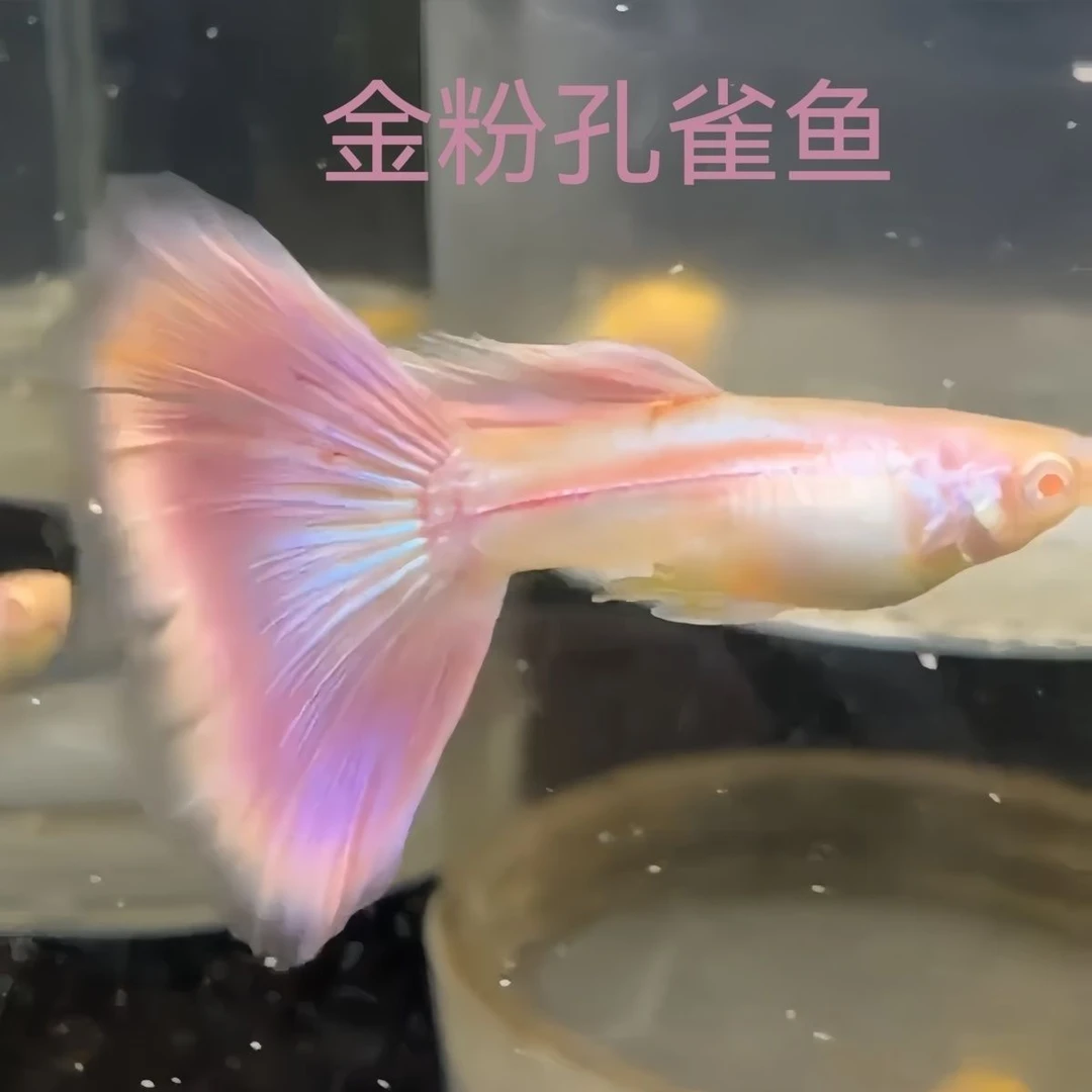 金粉孔雀鱼莫斯科紫白子凤尾鱼热带观赏鱼紫色仙女金粉世家精品鱼