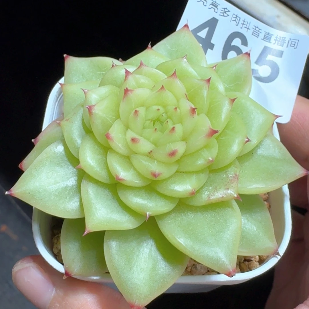 杜若珍妮         多肉植物