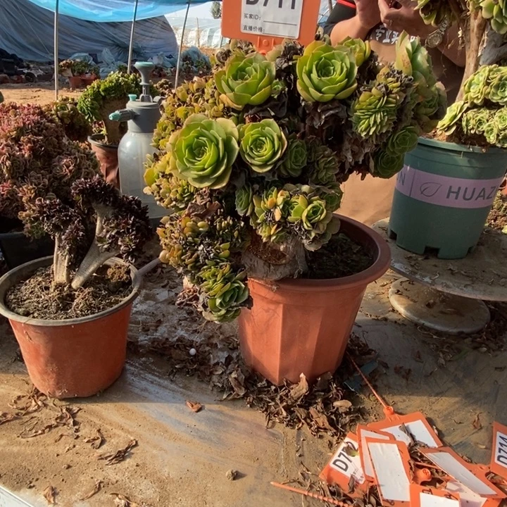 寻***夢D711万圣节万圣节万圣节