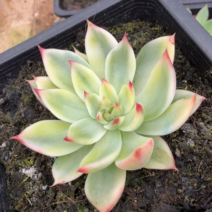 桃花锦花脸锦大锦边