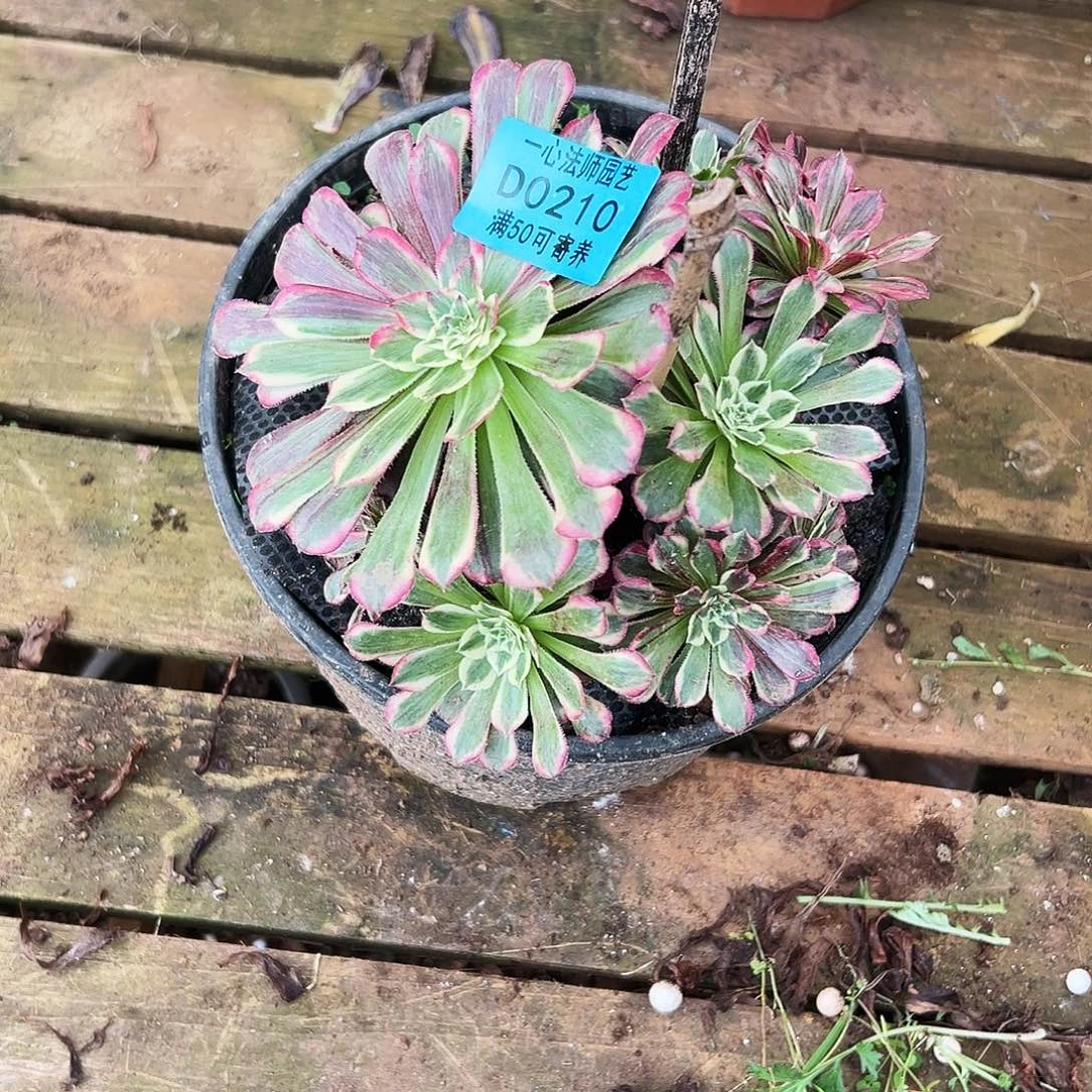 多肉植物多肉植物0210