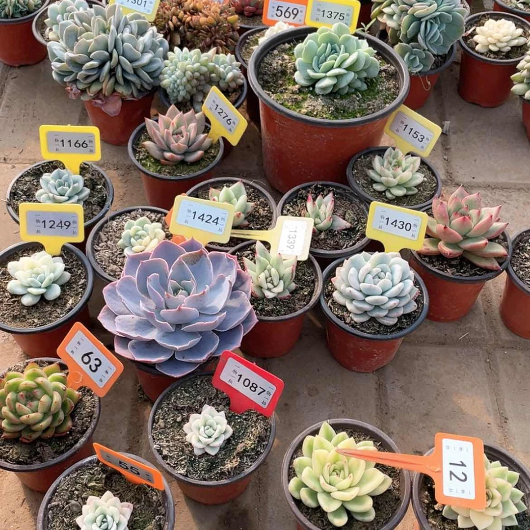 【闪购商品】L**y12两颗一组