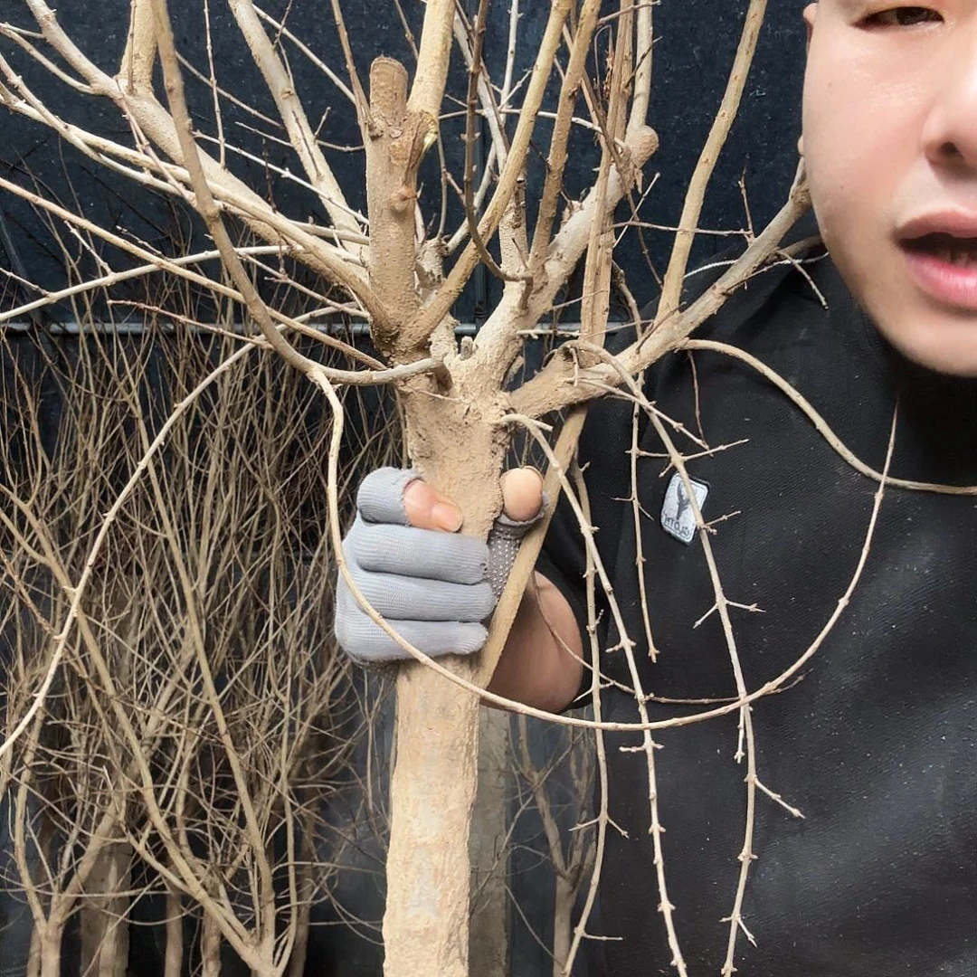 完全开放石榴树苗保真版对版