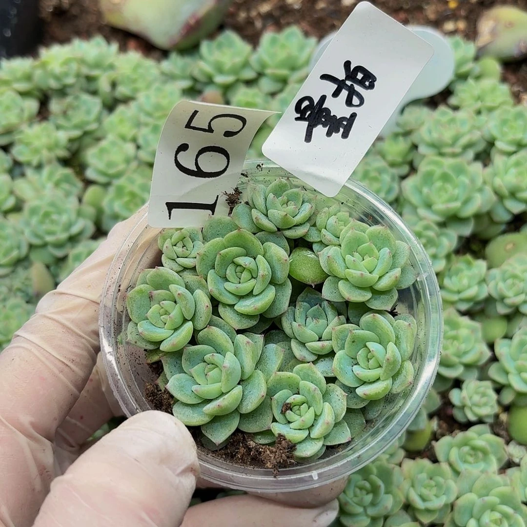 多肉植物多肉植物165量拍