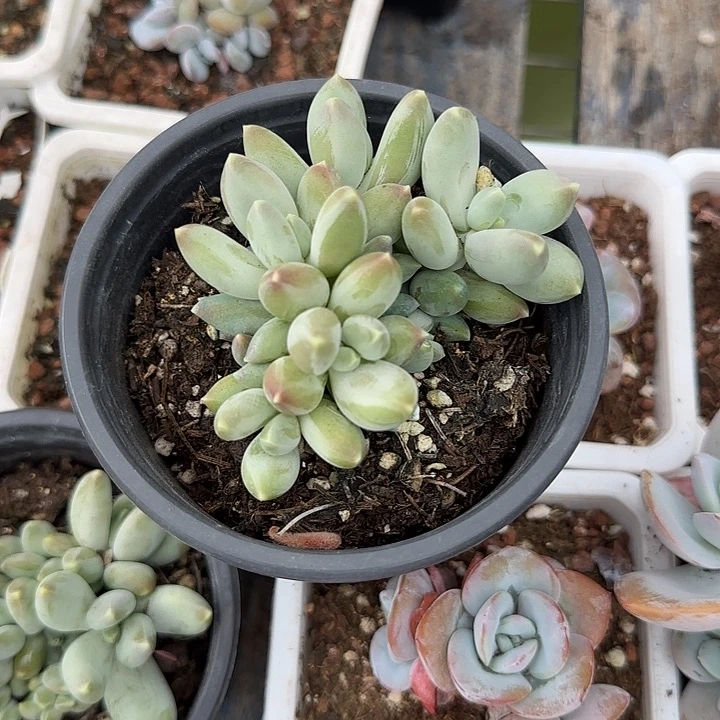 青蛙王子儿童牙膏111